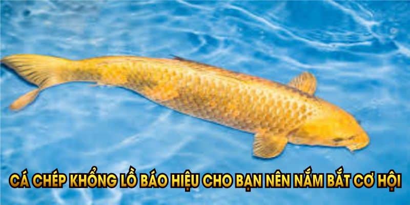 ca-chep-khong-lo-bao-hieu-cho-ban-nen-nam-bat-co-hoi