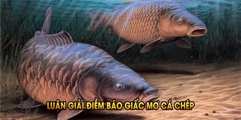 luan-giai-diem-bao-giac-mo-ca-chep