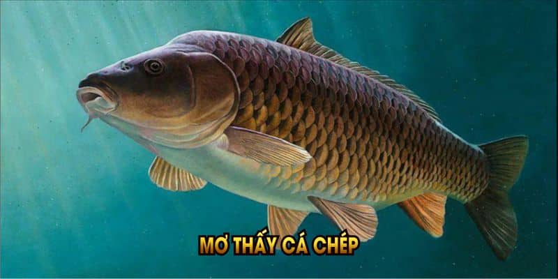 mo-thay-ca-chep